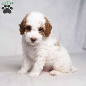 Graham, Cavapoo Puppy